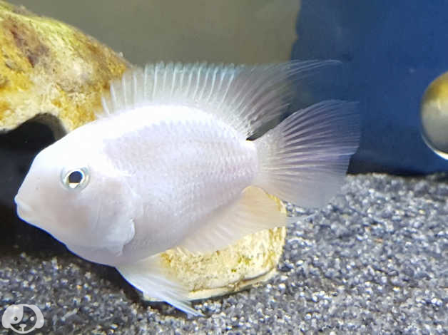 Polar White parrot ( 4 pieces) - Image 3