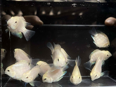 Polar White parrot ( 4 pieces) - Image 4