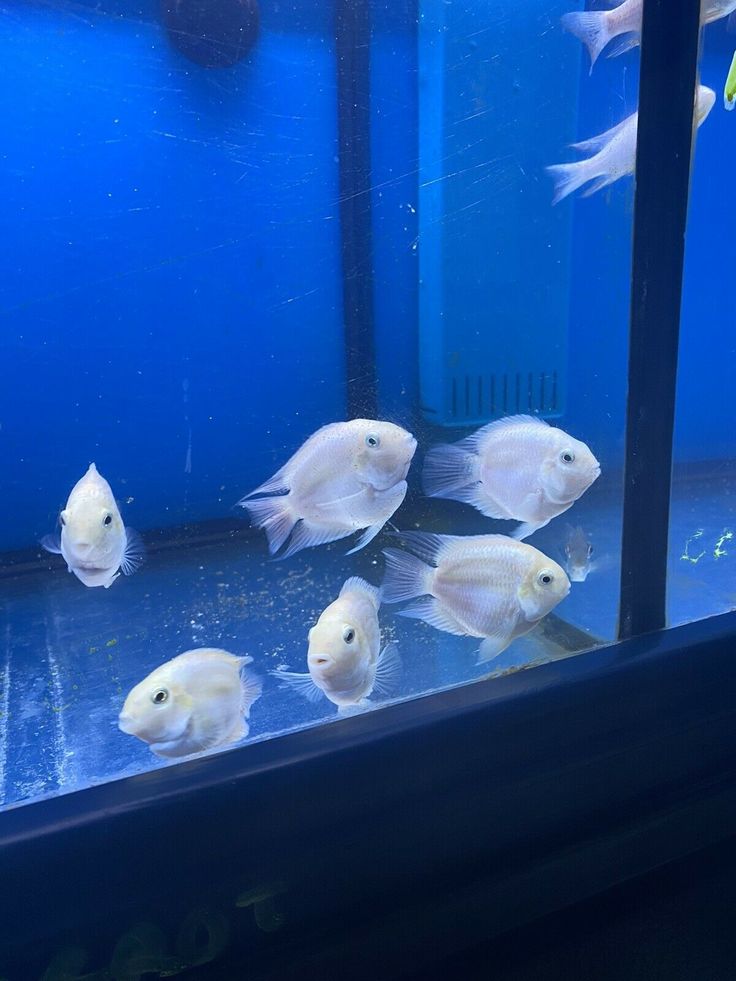 Polar White parrot ( 4 pieces) - Image 5