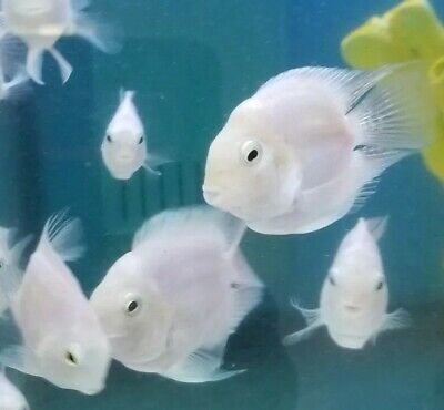 Polar White parrot ( 4 pieces) - Image 6