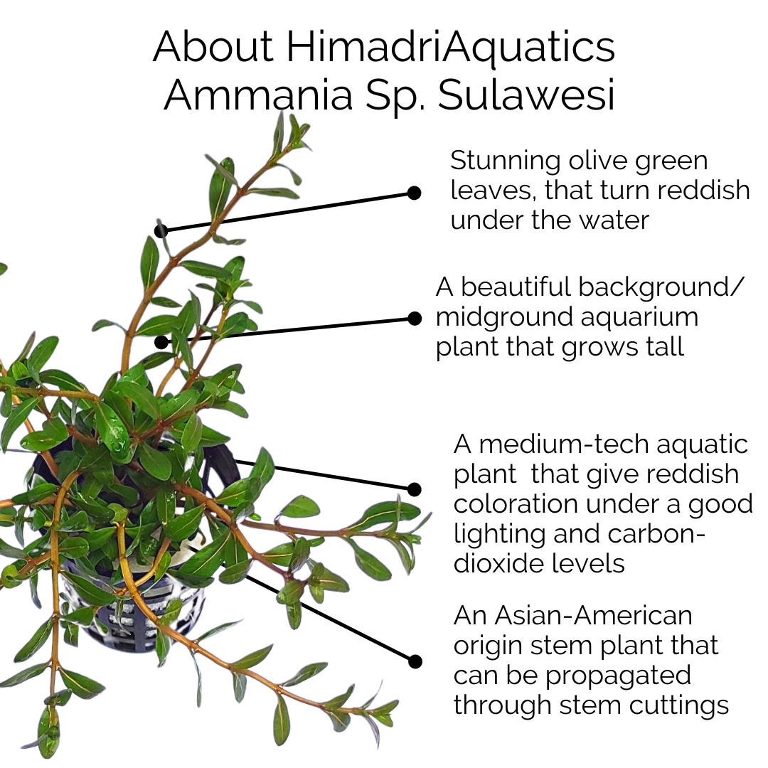 Ammania Sp Sulawesi (large pot) - Image 9