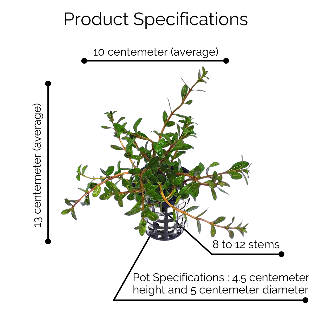 Ammania Sp Sulawesi (large pot) - Image 8