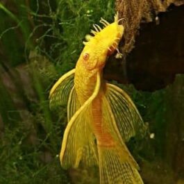 Albino Bristlenose pleco (4 pcs)
