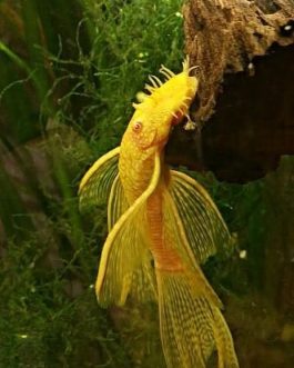 Albino Bristlenose pleco vail tail  (4 pcs)