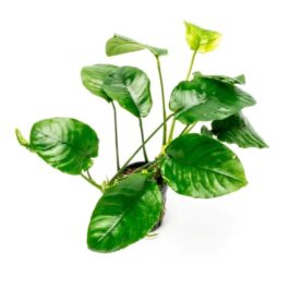 Anubias Barterii wrinkle Leaf ( single plant pot)