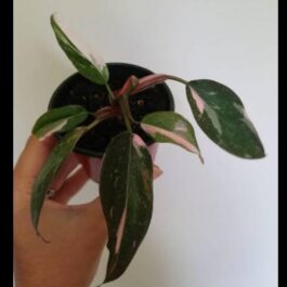 Philodendron Pink Princess (medium sized single plant )