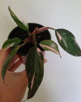 Philodendron Pink Princess (medium sized single plant )