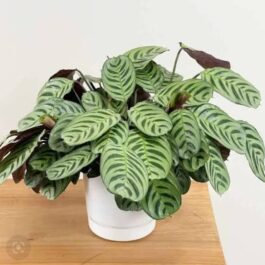 Calathea Burle Marx Fishbone (single plant)