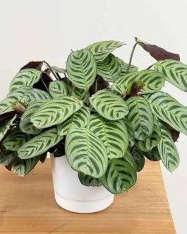 Calathea Burle Marx Fishbone (single plant)