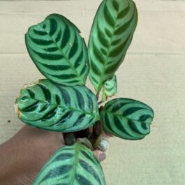 Calathea Burle Marx Fishbone (single plant)