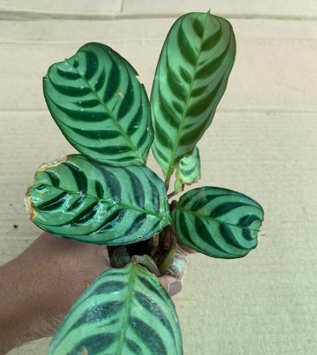 Calathea Burle Marx Fishbone (single plant) - Image 2