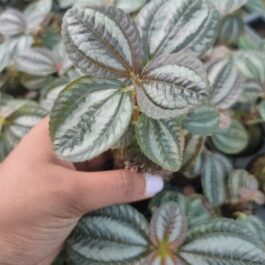 Pilea Involucrata ( Single plant)