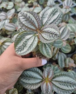 Pilea Involucrata ( Single plant)