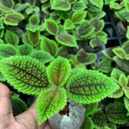 Pelia Mollis Velvet (Single plant)