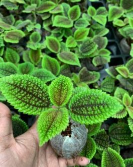 Pelia Mollis Velvet (Single plant)