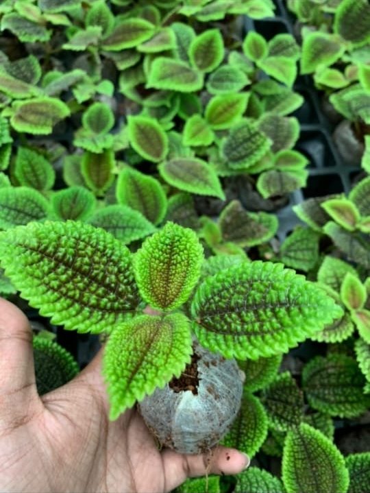 Pelia Mollis Velvet (Single plant)