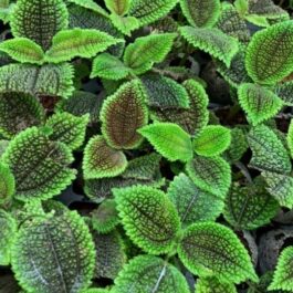 Pelia Mollis Velvet (Single plant)