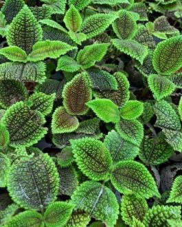 Pelia Mollis Velvet (Single plant)