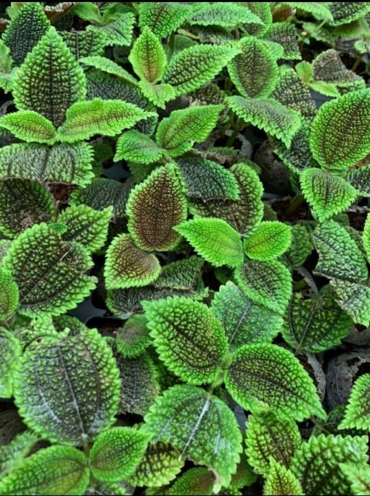 Pelia Mollis Velvet (Single plant) - Image 2