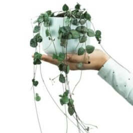 String of Hearts ( single plant)