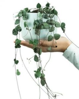 String of Hearts ( single plant)