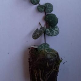 String of Hearts ( single plant)