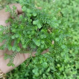 Green Club Moss (clump)
