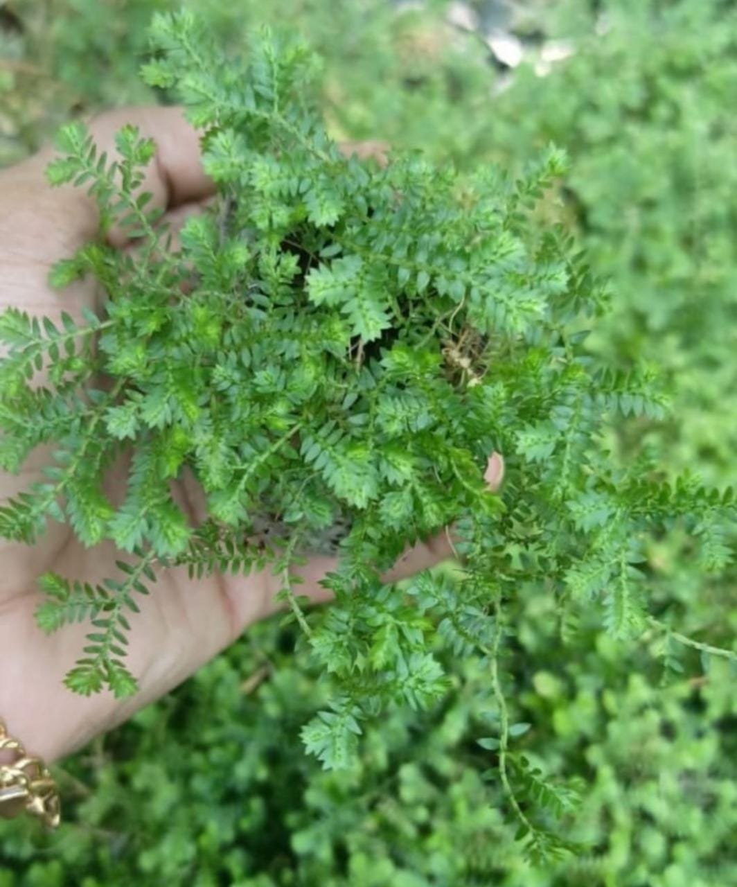 Green Club Moss (clump)