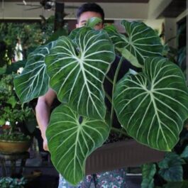 Philodendron Gloriosum (Single plant)