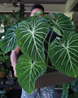 Philodendron Gloriosum (Single plant)