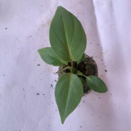 Philodendron Gloriosum (Single plant)