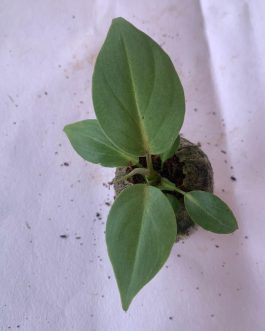 Philodendron Gloriosum (Single plant)