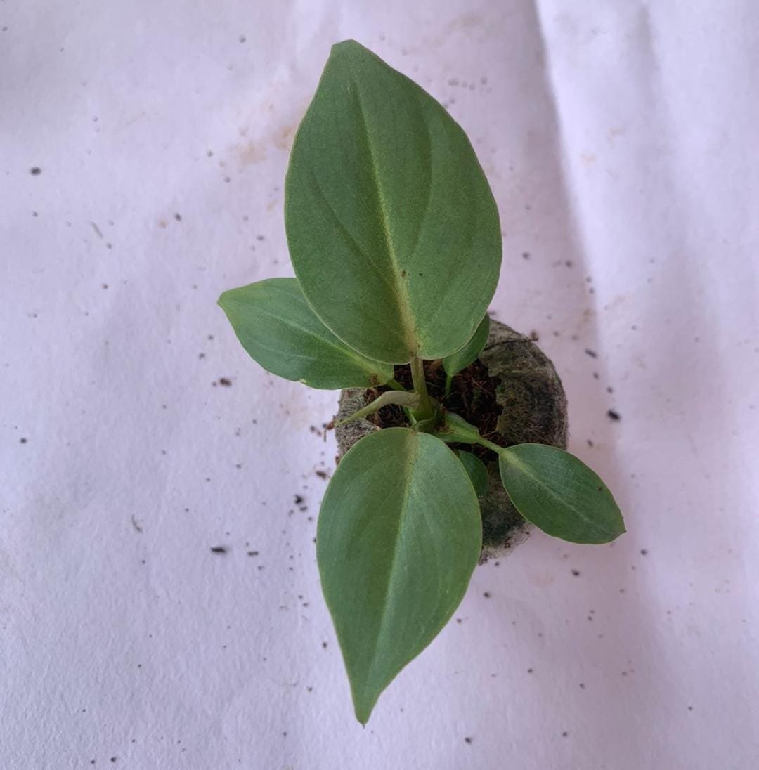 Philodendron Gloriosum (Single plant) - Image 2