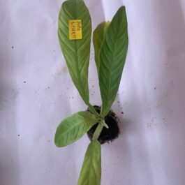 Philodendron Lynette (small sized jiffy plant)