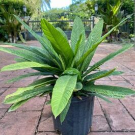 Philodendron Lynette (small sized jiffy plant)