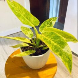 Philodendron Calkins Gold (jiffy plant)