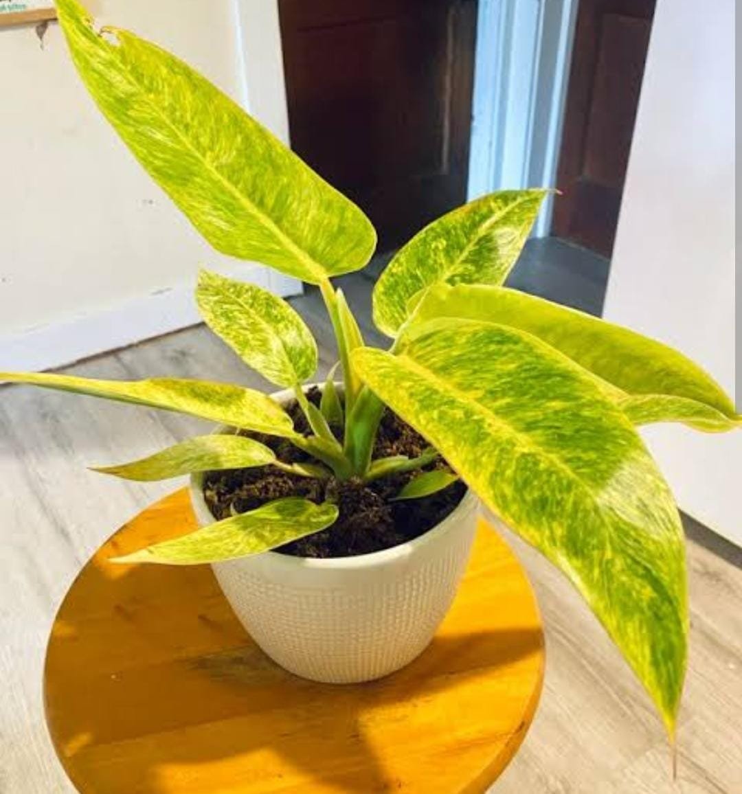 Philodendron Calkins Gold (jiffy plant)