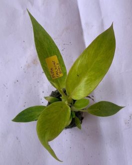 Philodendron Calkins Gold (jiffy plant)