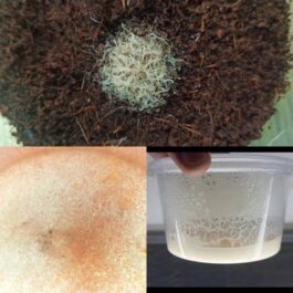 Microworm, Grindal worm, Moina Micrura (live feed combo)