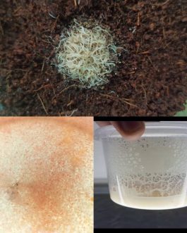 Microworm, Grindal worm, Moina Micrura (live feed combo)