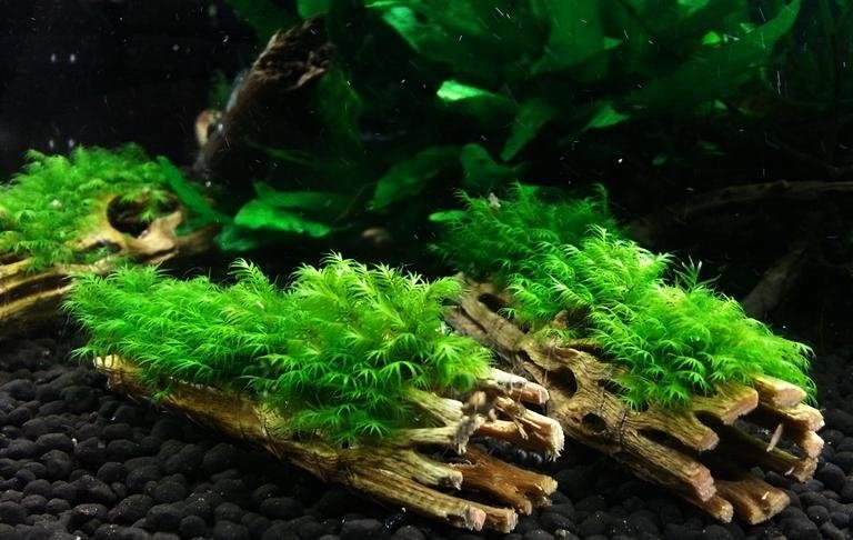 Cholla wood - Image 3