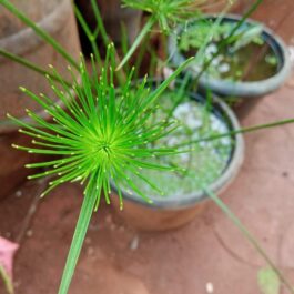 Lizard tail, water bamboo, cyperus hasen combo