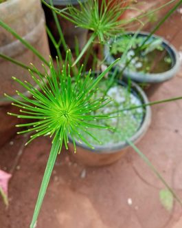 Lizard tail, water bamboo, cyperus hasen combo