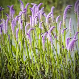 Lizard tail, water bamboo, cyperus hasen combo