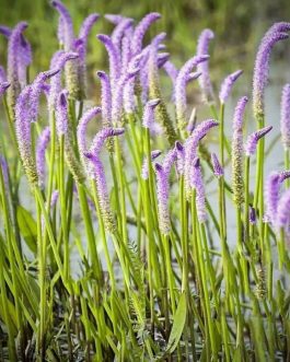 Lizard tail, water bamboo, cyperus hasen combo