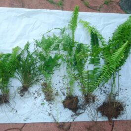 Exotic fern combo ( Boston fernButton fernSilver lace fernCotton candy fernFishtail fern)