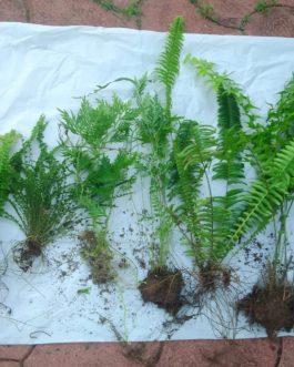 Exotic fern combo ( Boston fernButton fernSilver lace fernCotton candy fernFishtail fern)