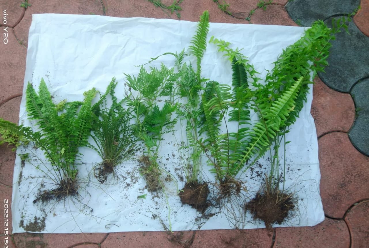 Exotic fern combo ( Boston fernButton fernSilver lace fernCotton candy fernFishtail fern)