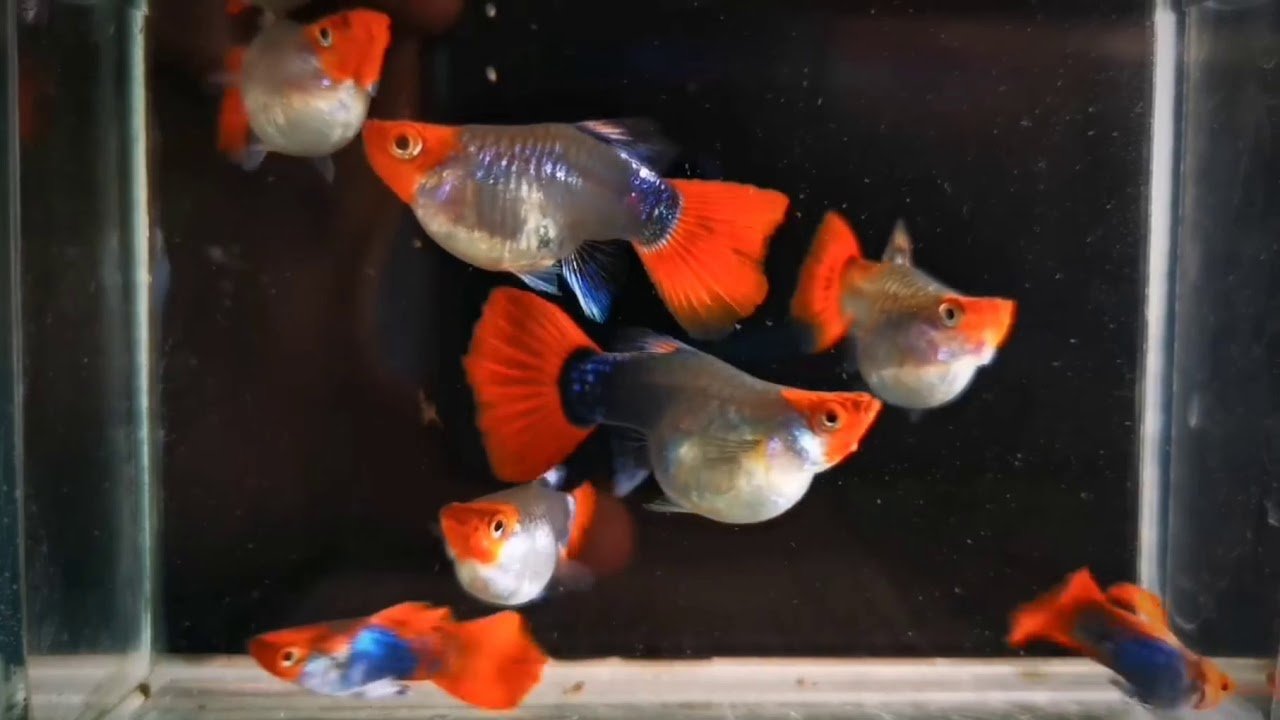 Koi tuxedo short body guppy pair - Image 3