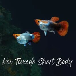 Koi tuxedo short body guppy pair